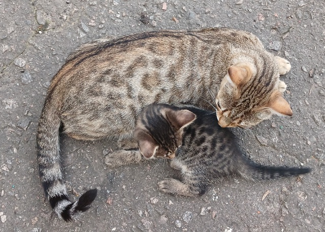 Отдам котят в добрые руки от Бенгальской кошки! Мальчи?...