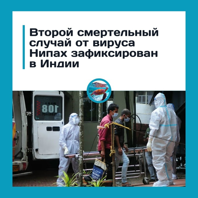 Смертельный вирус Нипах: в Индии умерла медсестра посл...