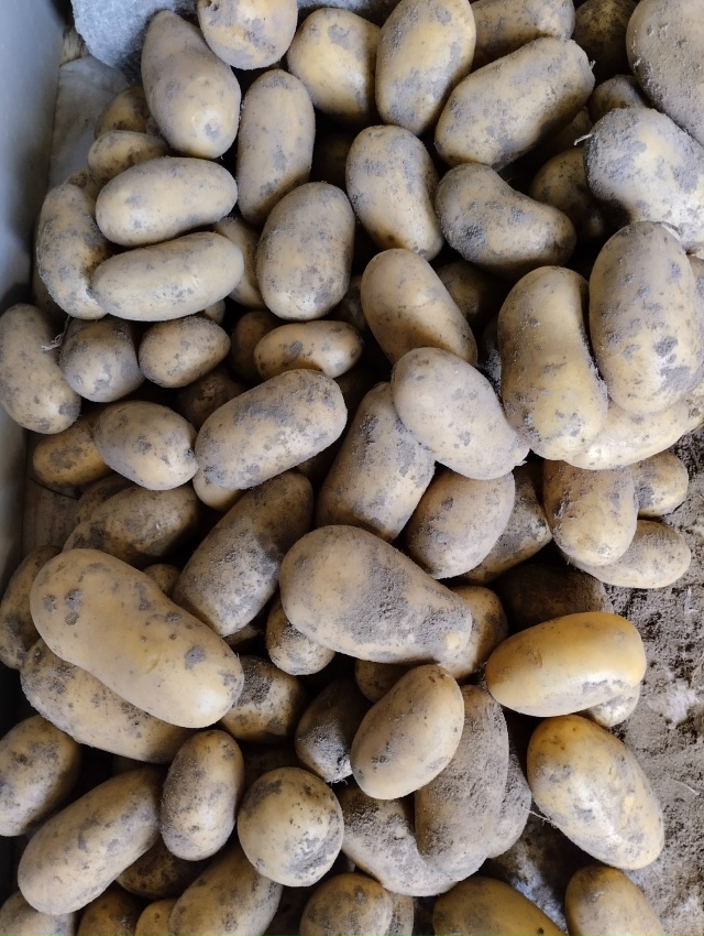 Продам излишки картофеля сорт 