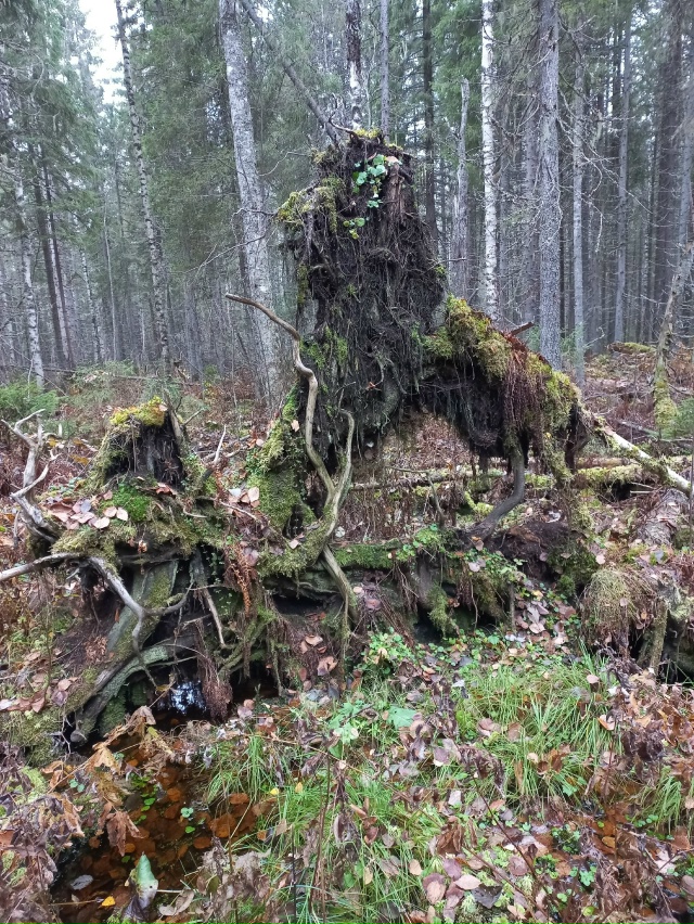 Мой компас азимут назначил:
Шагать на север через лес!
?...