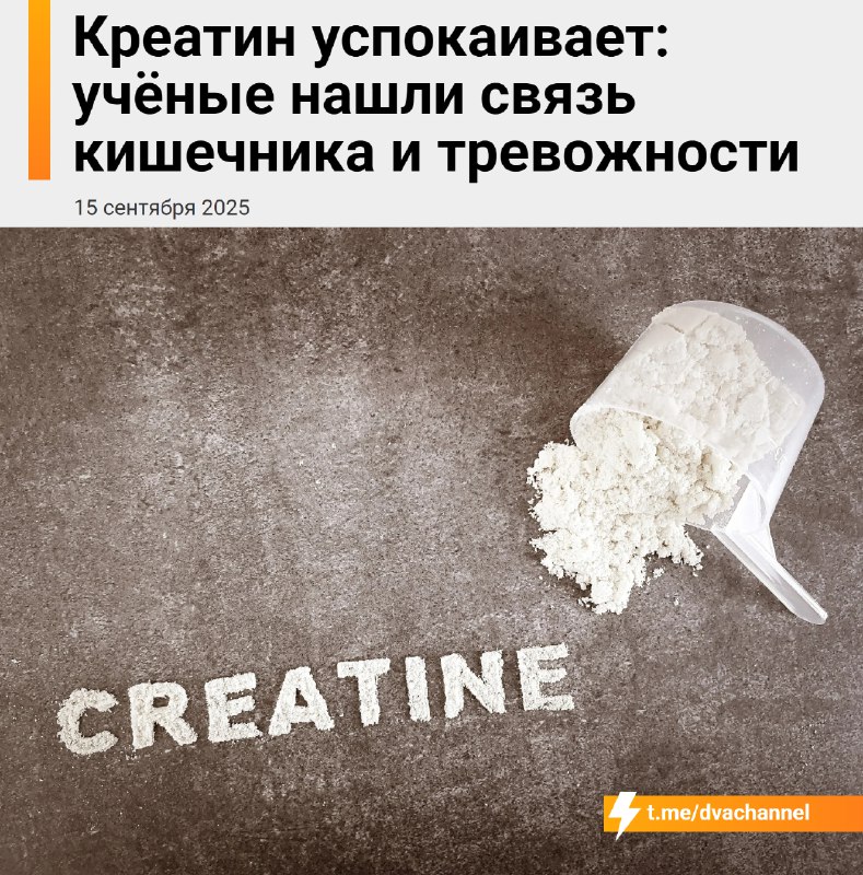 ❗️Креатин убирает тревогу и действует успокаивающе — испанские учёные выяснили, что эта добавка умен
