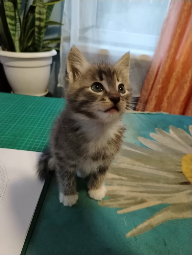 Котята. Оба мальчика в хорошие руки. Кушают жидкий корм...