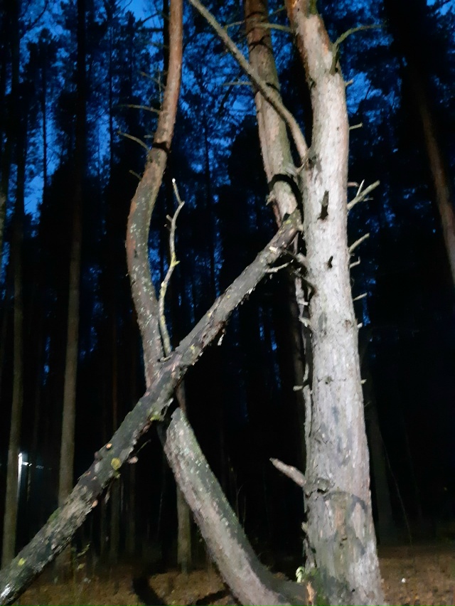 Живая сосна всё вокруг сберегая, стоит исполинном, пог...