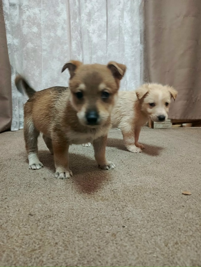 Щенята ищут добрых хозяев!
8 915 969 76 12