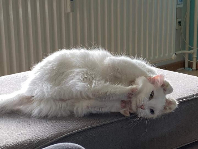 Передние за ушки, задними - потягушки)))