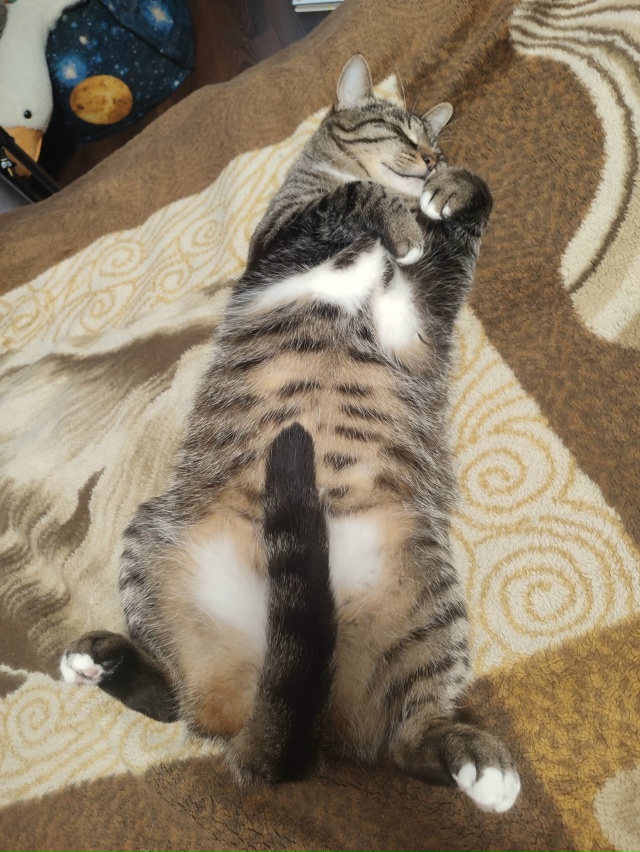 #Мотя наевся и спит