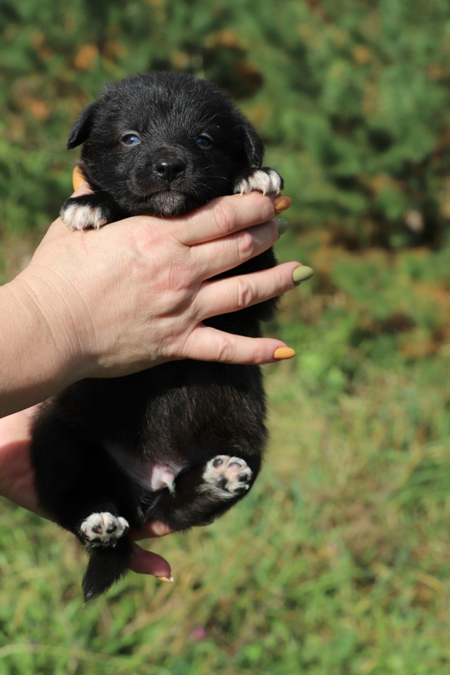 В поисках самых любящих и ответственных хозяев очаров?...