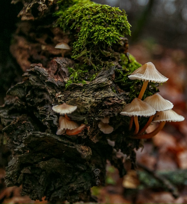 🥰 Осенняя красота в лесах Воронежской области