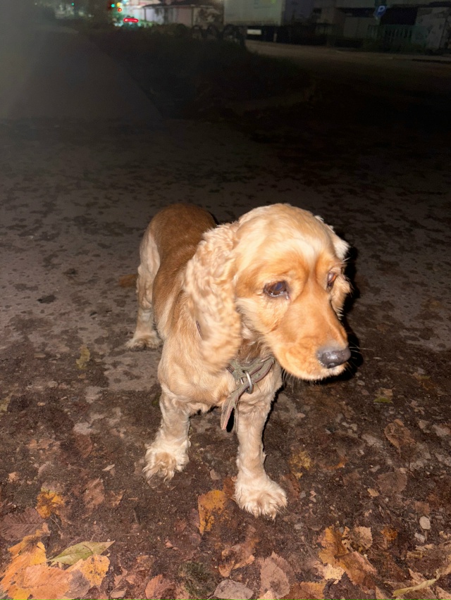 В Верхнеднепровском возле пятёрочки на Химиков бродит...