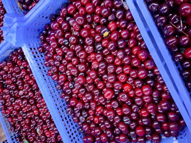 🍒 Сезонные ягоды — свежие, спелые и сладкие!
Вишня — ?...