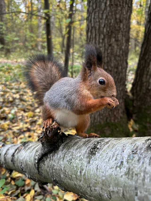 В петербургском Удельном парке прохожие сфотографиро?...