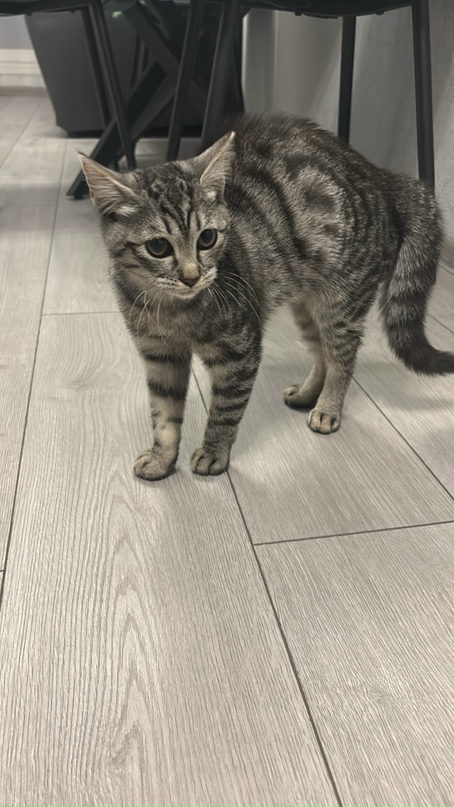 Графит ищет в Можайске новый дом и заботливых хозяев! ...