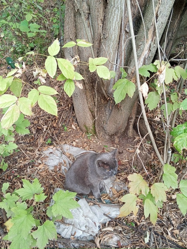 Помогаю информационно.
Чья кошка? Живёт под деревом в 1...