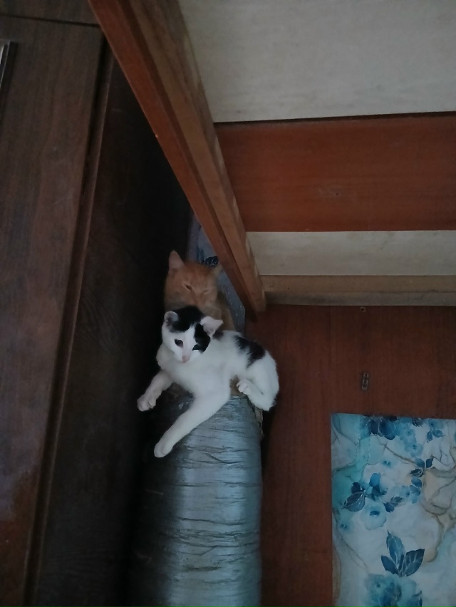 Вчера вечером пропал кот,за жд мостом,может быть видел ...