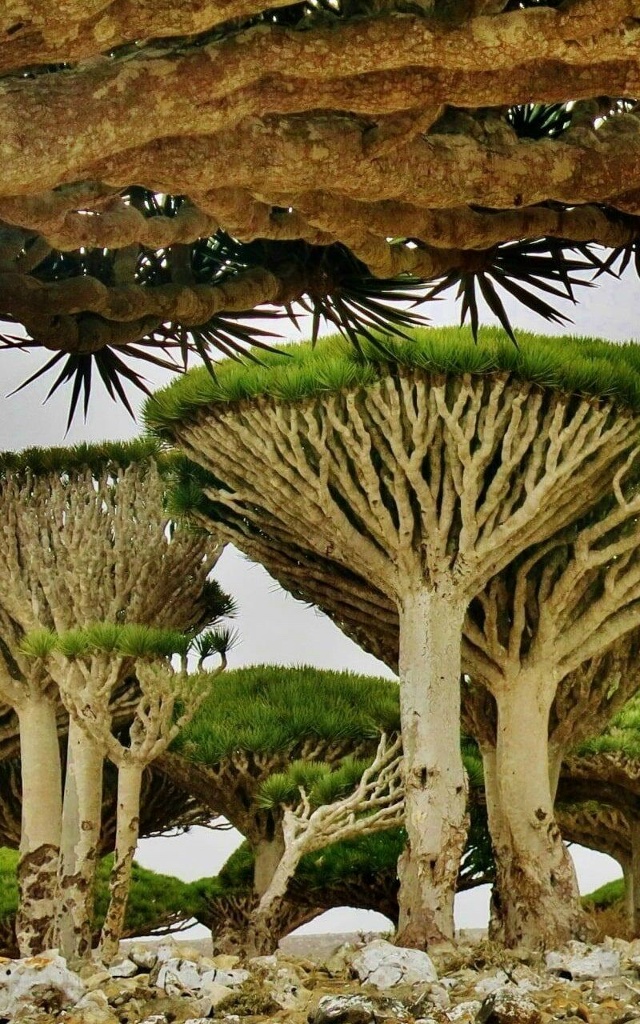 ? Сокотра — одно из самых необычных мест на планете, г...