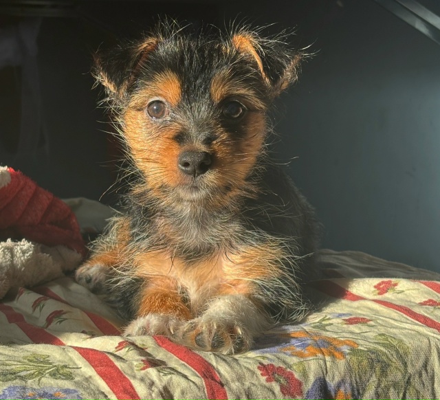 Отдам щенка в хорошие руки
Порода: Йоркширский терьер-...