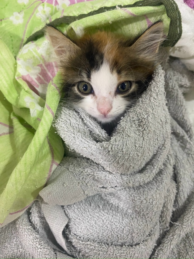 Отдам в добрые руки котенка, девочка на вид 1,5 месяца то...