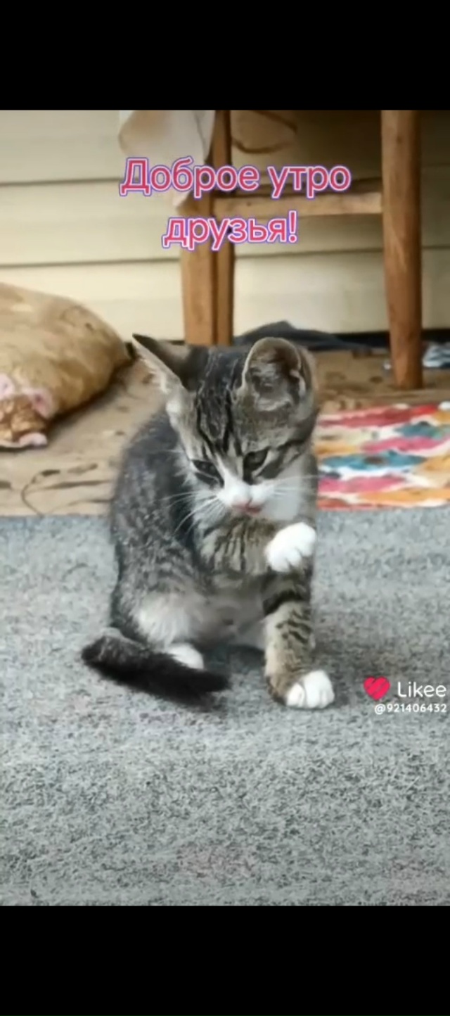 Пристраиваются два мальчика, три месяца. Живут на улиц?...