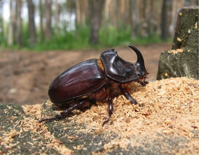 ? В Московском регионе можно встретить редких жуков-о...