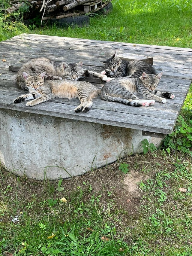 Котята ищут дом.
4 прекрасных котенка (два мальчика, дв?...