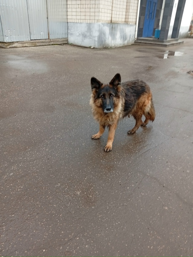 Чья потеряшка?? Бегает в м- Н Заря!! Видно, что был домашн...