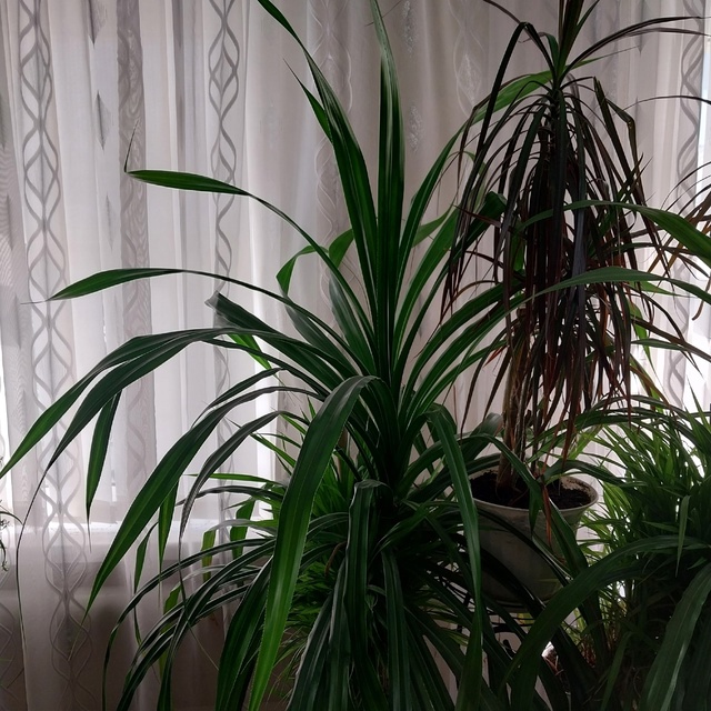 Продам комнатные цветы тел.89033975060