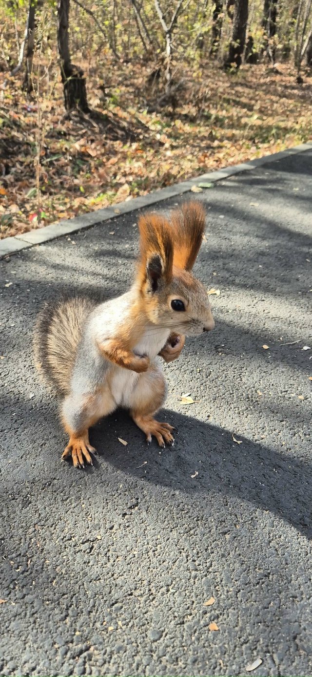 🐿🐿🐿 Белочки-красотки в парке Строителей 🍂🍂🍂
Фот...