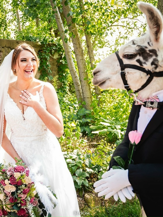 Я плачу.
У этой пары в роли шафера была их домашняя лам?...