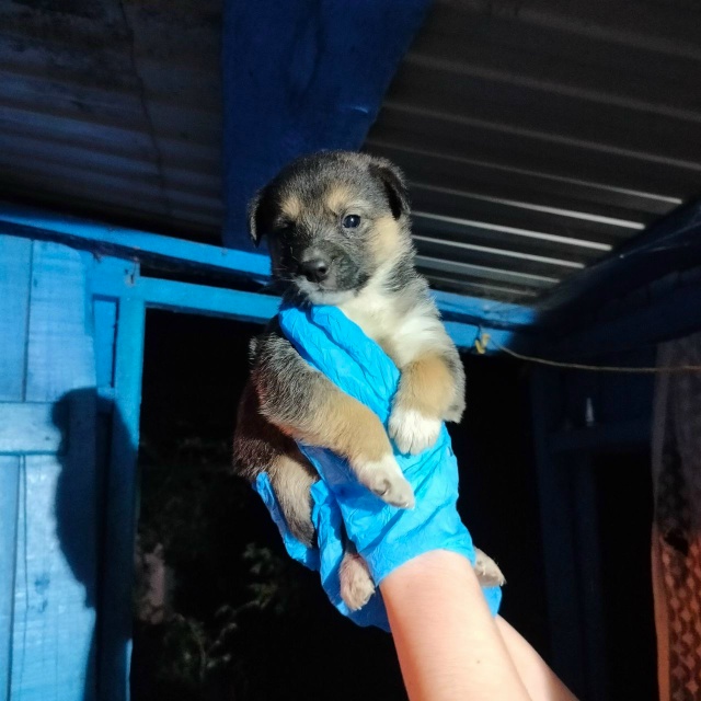 Отдам в добрые руки щенков. 1 девочка и 2 мальчика. 8987137428...