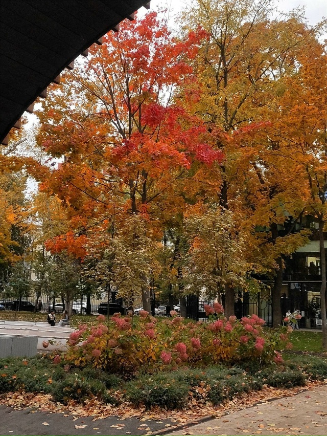 Удивительная осень в парке 