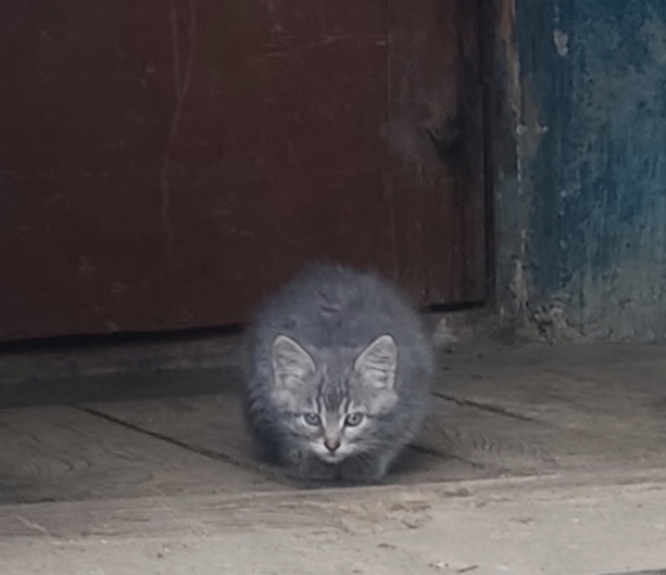 Маленькие бездомные комочки ищут добрые руки! котятам ...