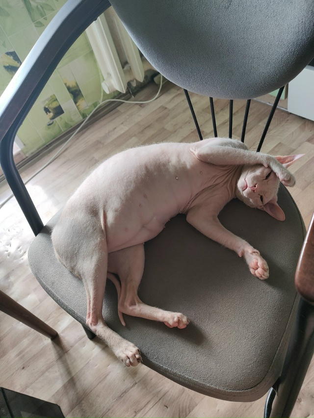 Будет сделано, мой КОТпитан!