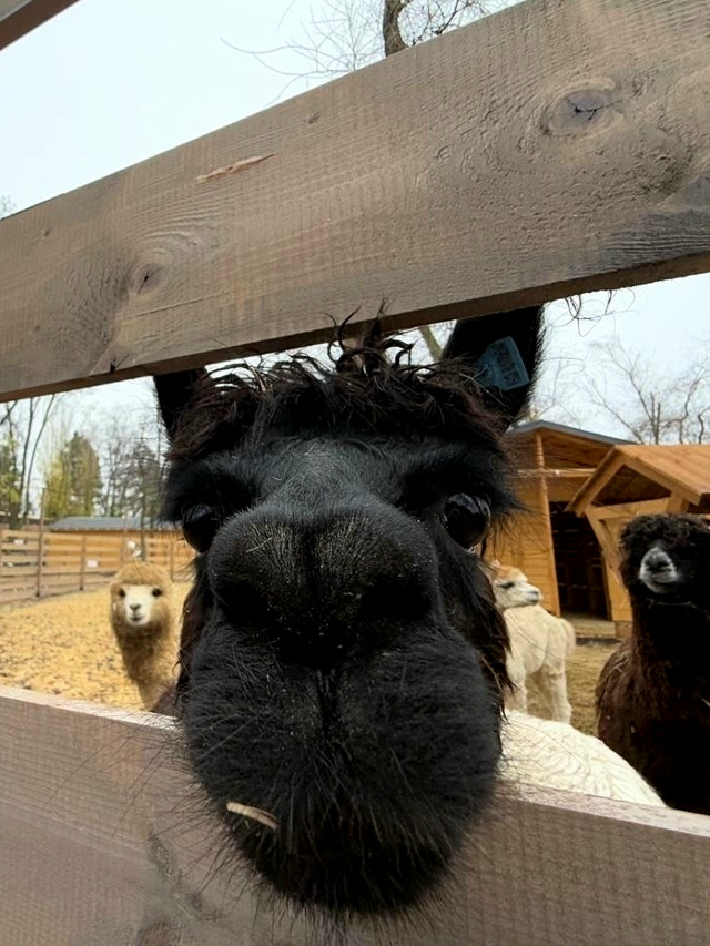 Вот такие пушистые очаровашки теперь живут в парке ЦПК...