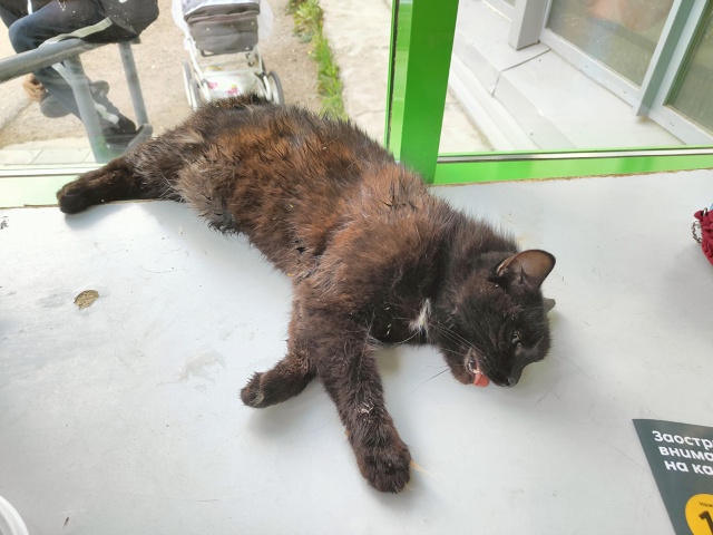 Срочно! На кота напали собаки, к ветеринару обратиться ...