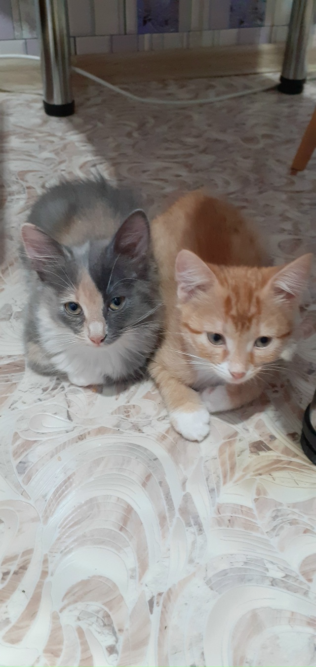 Пристраиваем котят в добрые руки.Котик и кошечка. Звон?...