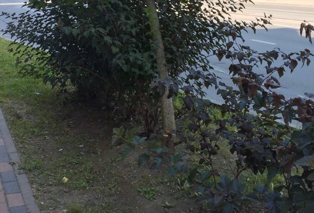 👉В Смоленске зафиксирован новый вид вандализма
🌳Г?...