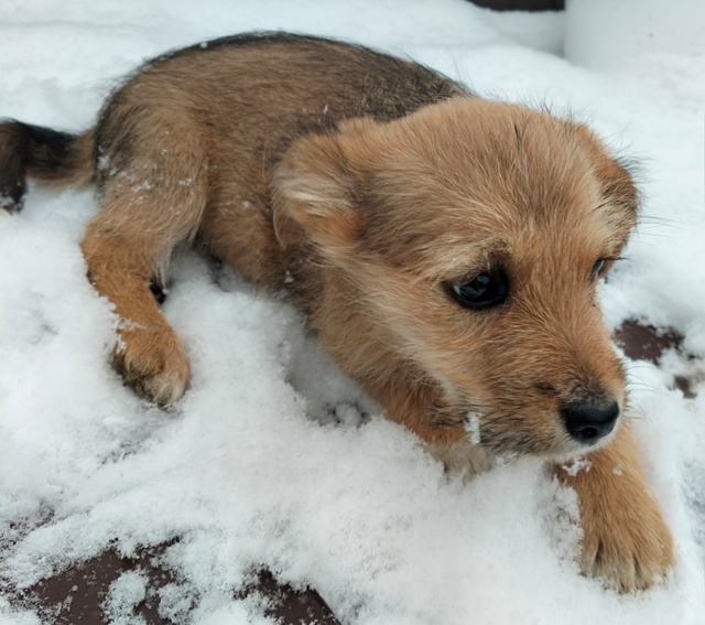 Очень нужна ваша помощь! 🙏 Этих малышек нашли в завяза...