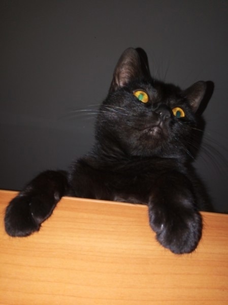 Кошечки так и нет дома...
Прошло 5 дней, как пропала. В по?...