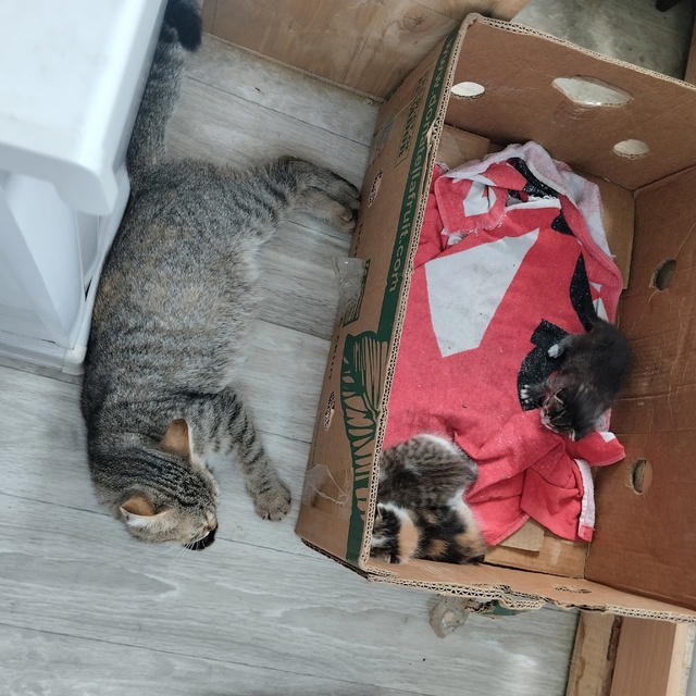 Помогите пристроить кошку и трёх котят.Кошка бездомна?...