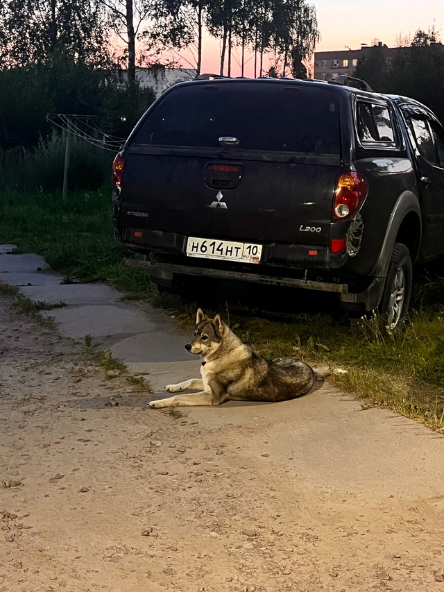 Бегает собака на комсомольской 14 ,с ошейником ,может кт...