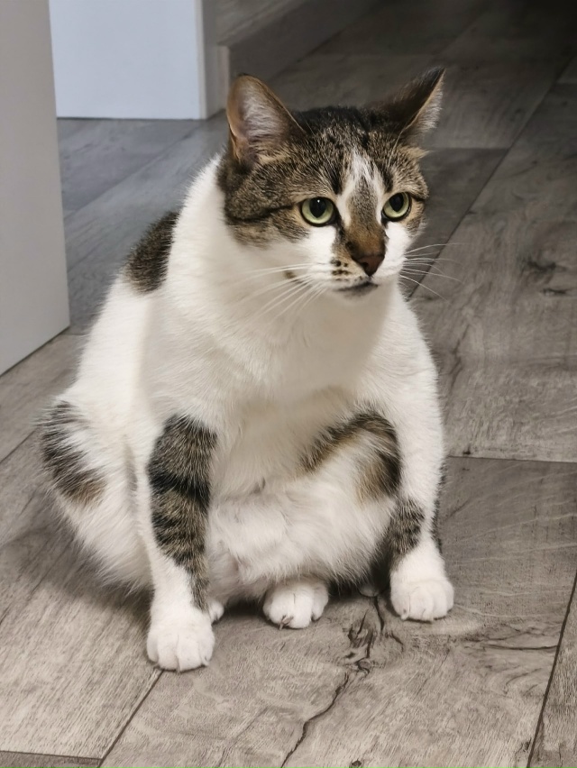 Киборг убийца версия 6.0