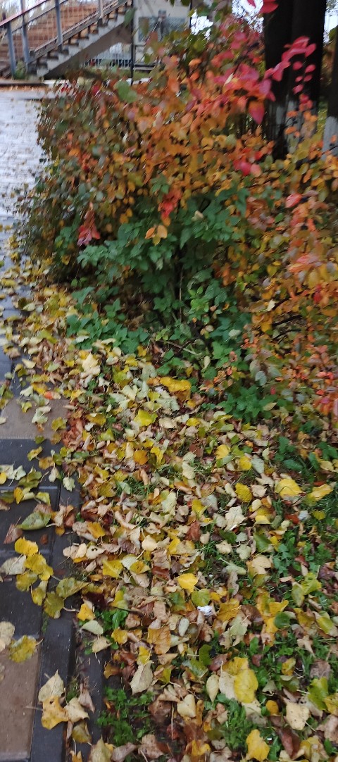 Немного грустной осени вам всем. Всё будет хорошо🍂🍁?...