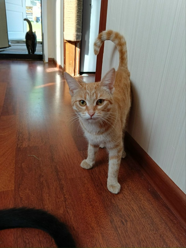 Пропала кошечка, молодая. С ошейником. В районе церкви. ...