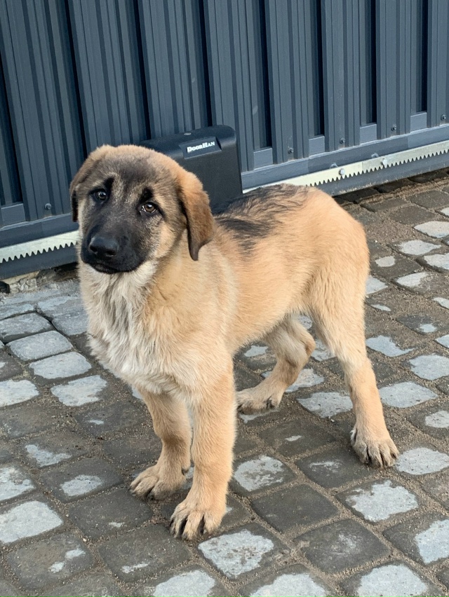 Щенок ищет хозяина. Пришел к участку, микрорайон Порог?...