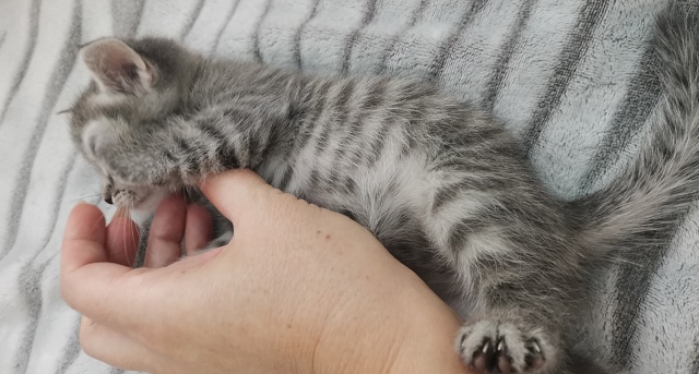 Отдам котят в добрые ручки. 2 девочки от домашней кошки....