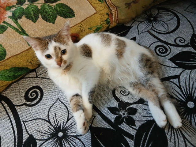 Новгородская область, Окуловский район. 21 ноября была ...