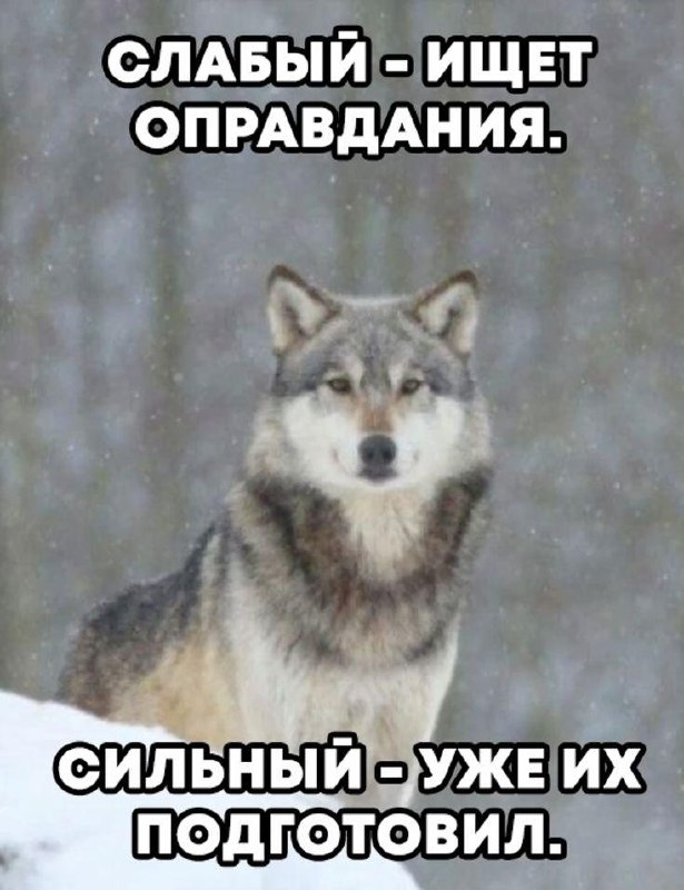 Под Гатчиной волки вышли к людям и напали на домашних животных.
Жителей Дружногорского предупредил