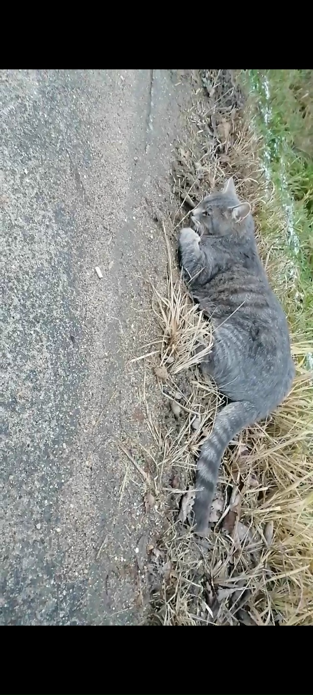 Сегодня, 23 ноября, на наших с женой глазах человек убив?...