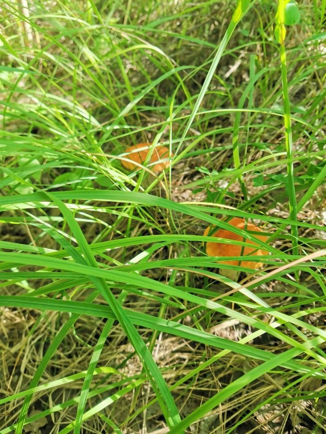 ? Красота в лесу