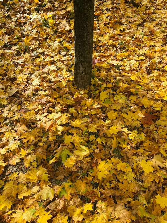 🍂🍁🍃